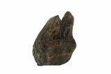 Triceratops Shed Tooth - Montana #93157-1